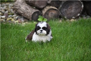 Elias - Shih Tzu for sale
