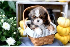Koda - puppy for sale