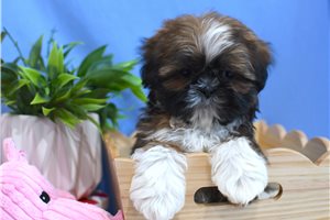 Ambrose - Shih Tzu for sale