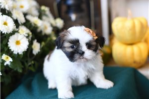 Lola - puppy for sale