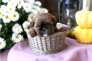 Monroe - puppy for sale
