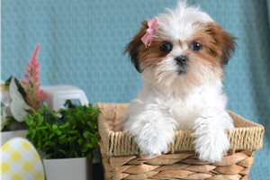 Bellatrix - Shih Tzu for sale