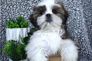 Caleb - Shih Tzu for sale