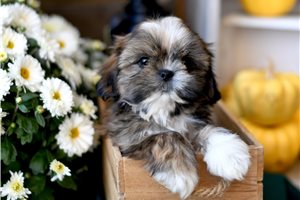 Hansel - Shih Tzu for sale