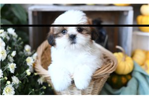 Flynn - Shih Tzu for sale