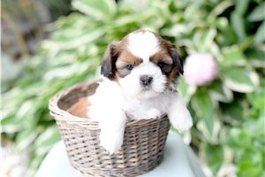 Donnie - Shih Tzu for sale