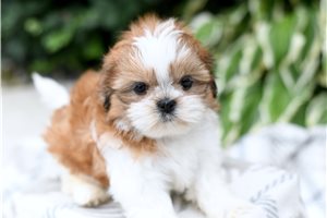 Enzo - Shih Tzu for sale