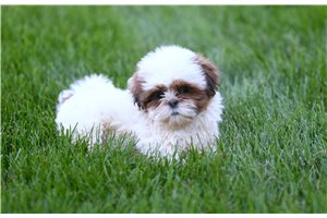 Kinley - Shih Tzu for sale