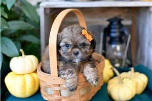 Heidi - puppy for sale