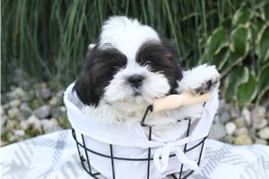 Elias - Shih Tzu for sale