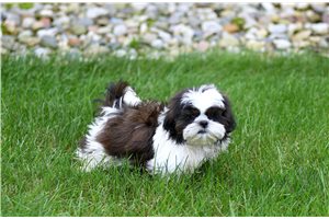 Elias - Shih Tzu, placed in Fort Wayne