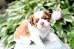 Dustin - puppy for sale