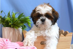 Noah - Shih Tzu for sale