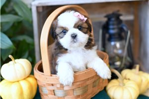 Hazel - Shih Tzu for sale