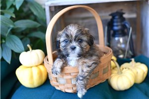 Heron - puppy for sale