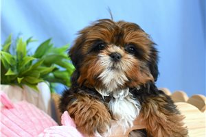 Nolan - Shih Tzu for sale