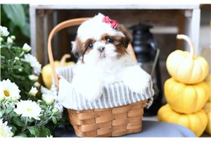 Kinley - puppy for sale