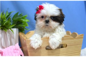 Bloom - puppy for sale