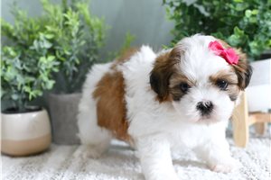 Cara - Shih Tzu for sale