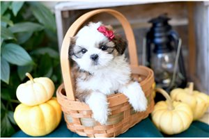 Hilda - puppy for sale