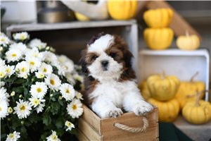 Hazel - Shih Tzu for sale