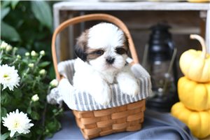 Kobe - Shih Tzu for sale