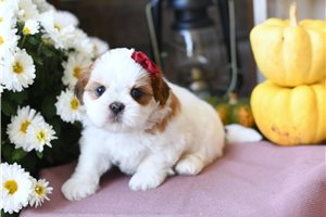 Maisey - Shih Tzu for sale