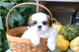 Flynn - Shih Tzu for sale