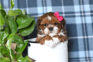Naomi - Shih Tzu for sale