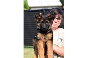 Oraya - German Shepherd for sale
