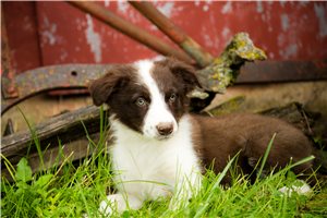 Stanley - Australian Shepherd for sale