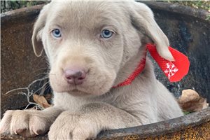 Rose - Labrador Retriever for sale
