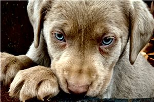 Sam - Labrador Retriever for sale