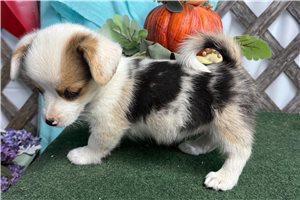 Poppy - Corgi, Pembroke Welsh for sale