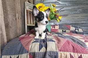 Samantha - Corgi, Pembroke Welsh for sale