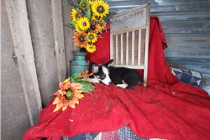 Sophia - Corgi, Pembroke Welsh for sale
