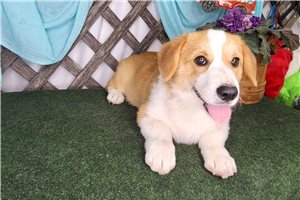 Brian - Corgi, Pembroke Welsh for sale