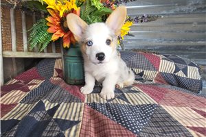 Shiloh - Corgi, Pembroke Welsh for sale