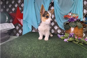 Daphne - Corgi, Pembroke Welsh for sale