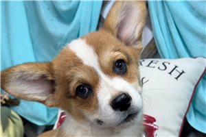 Peter - puppy for sale