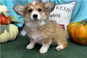 Penelope - puppy for sale