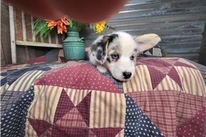 Starla - Corgi, Pembroke Welsh for sale
