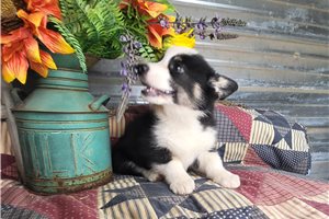 Sophia - Corgi, Pembroke Welsh for sale