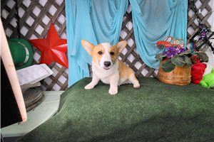 Liam - Corgi, Pembroke Welsh for sale