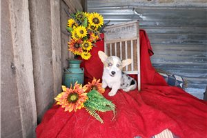 Sylvia - Pembroke Welsh Corgi for sale