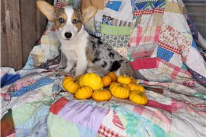 Sylvia - Pembroke Welsh Corgi for sale