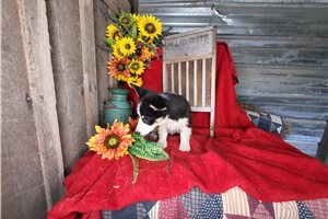 Sienna - Corgi, Pembroke Welsh for sale