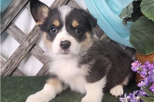Daisy - puppy for sale
