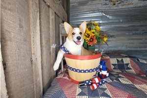 Liam - Corgi, Pembroke Welsh for sale
