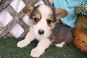 Daphne - Pembroke Welsh Corgi for sale
